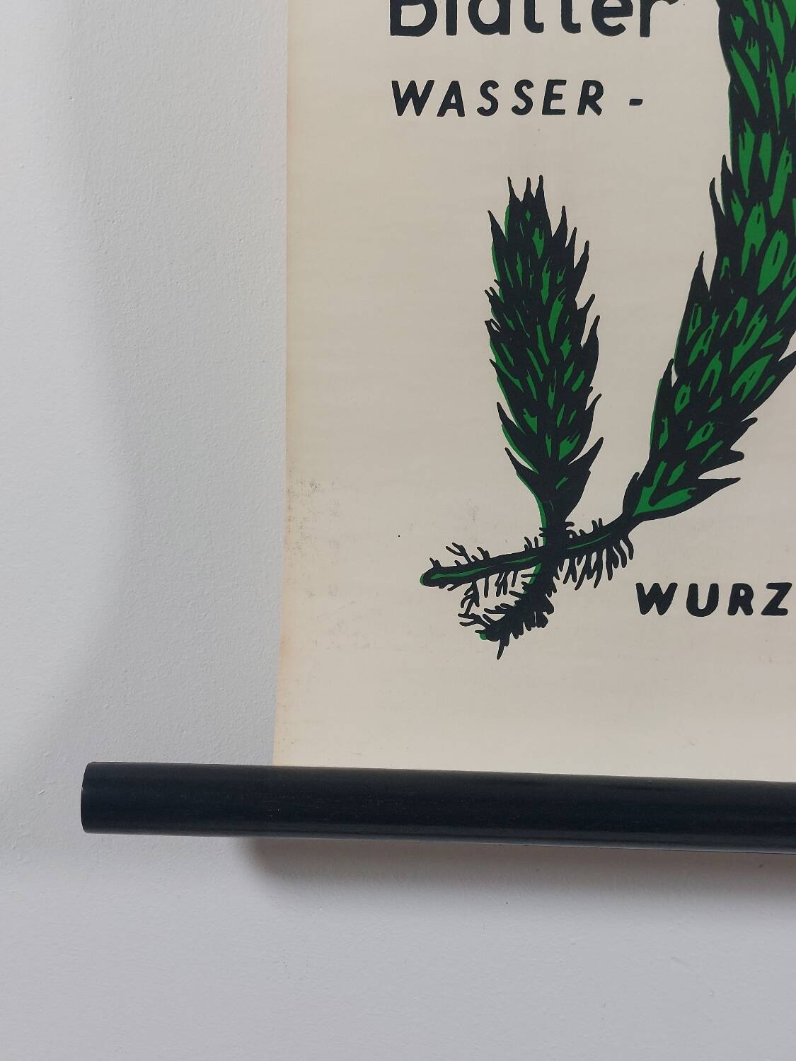 Vintage educational wall hanging roll chart biology