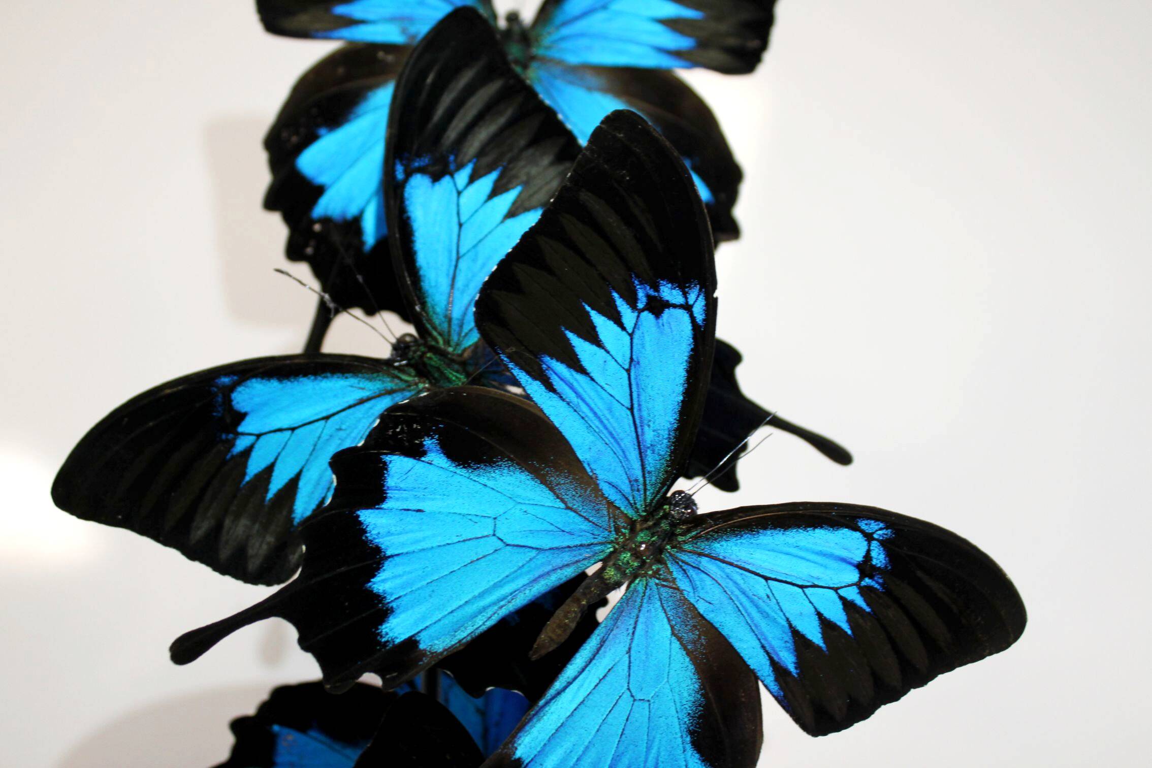 Flight of butterflies under globe.