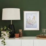 Printed in 1995, the Thyme. Vintage Botany.