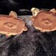 Paire de bougeoirs en bronze à décor de hérons
