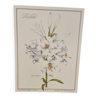 Botanical plate – White lily – Louis Pariente, 1986