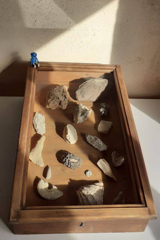 Old sloping pine display case