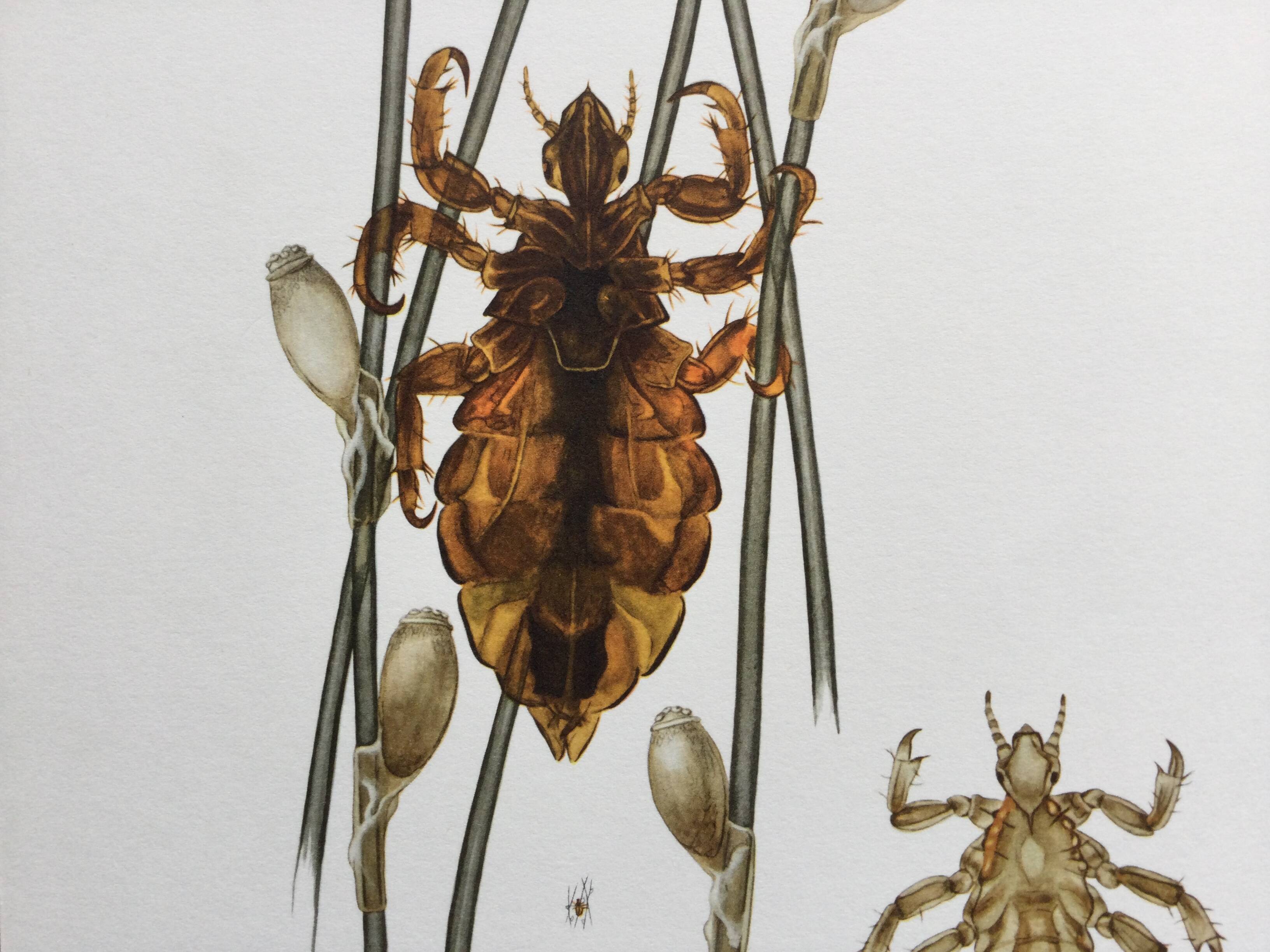 Old illustration "insects", 1960s.