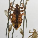 Illustration ancienne "insectes", années 60.