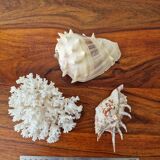 Shells and coral