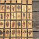 Set of 52 Vallauris herbarium tiles signed Capron