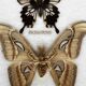Naturalised butterflies