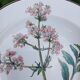 Assiette creuse Villeroy et Boch