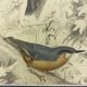 Engraving birds