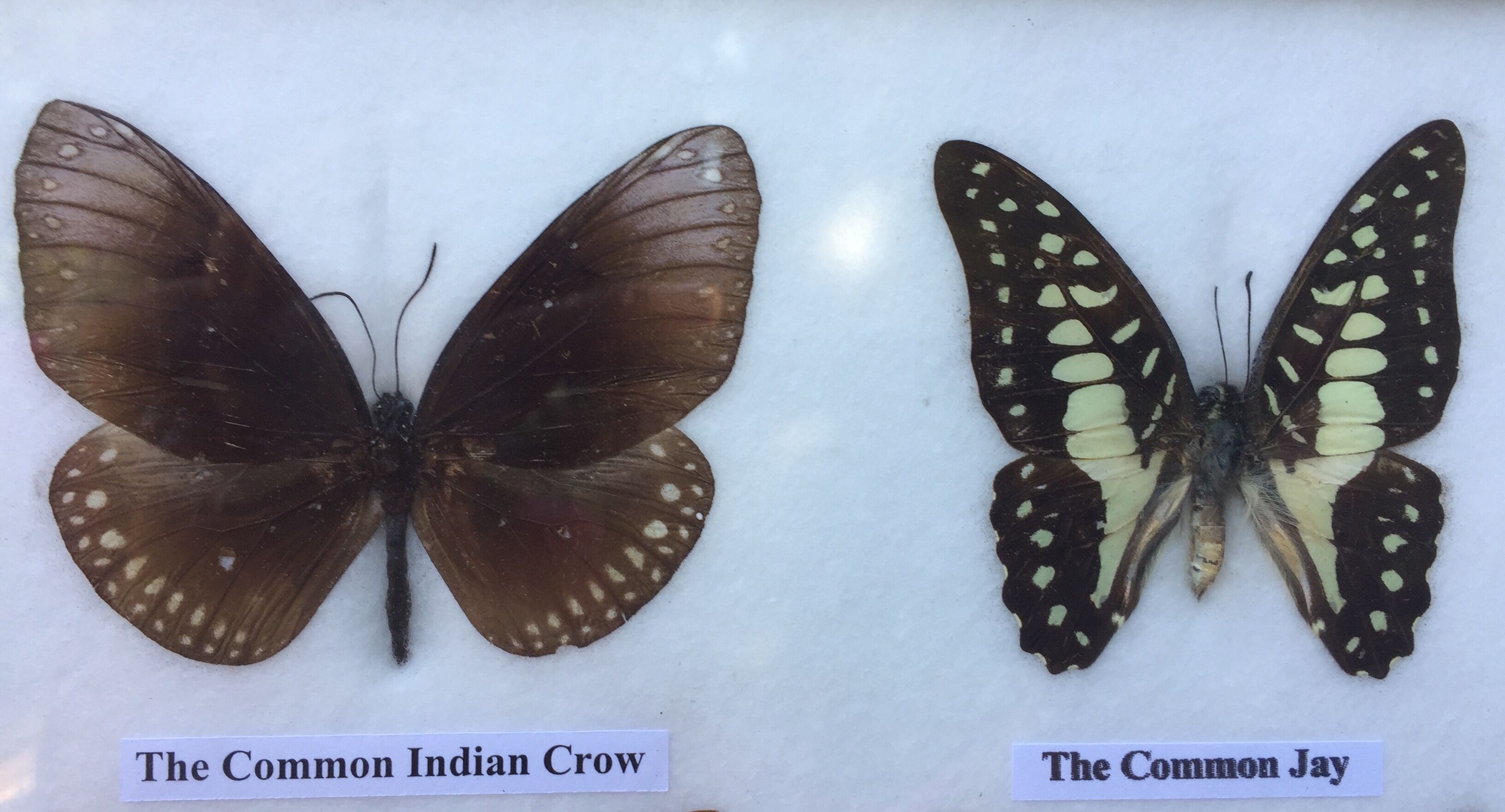Butterfly frame