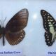 Butterfly frame