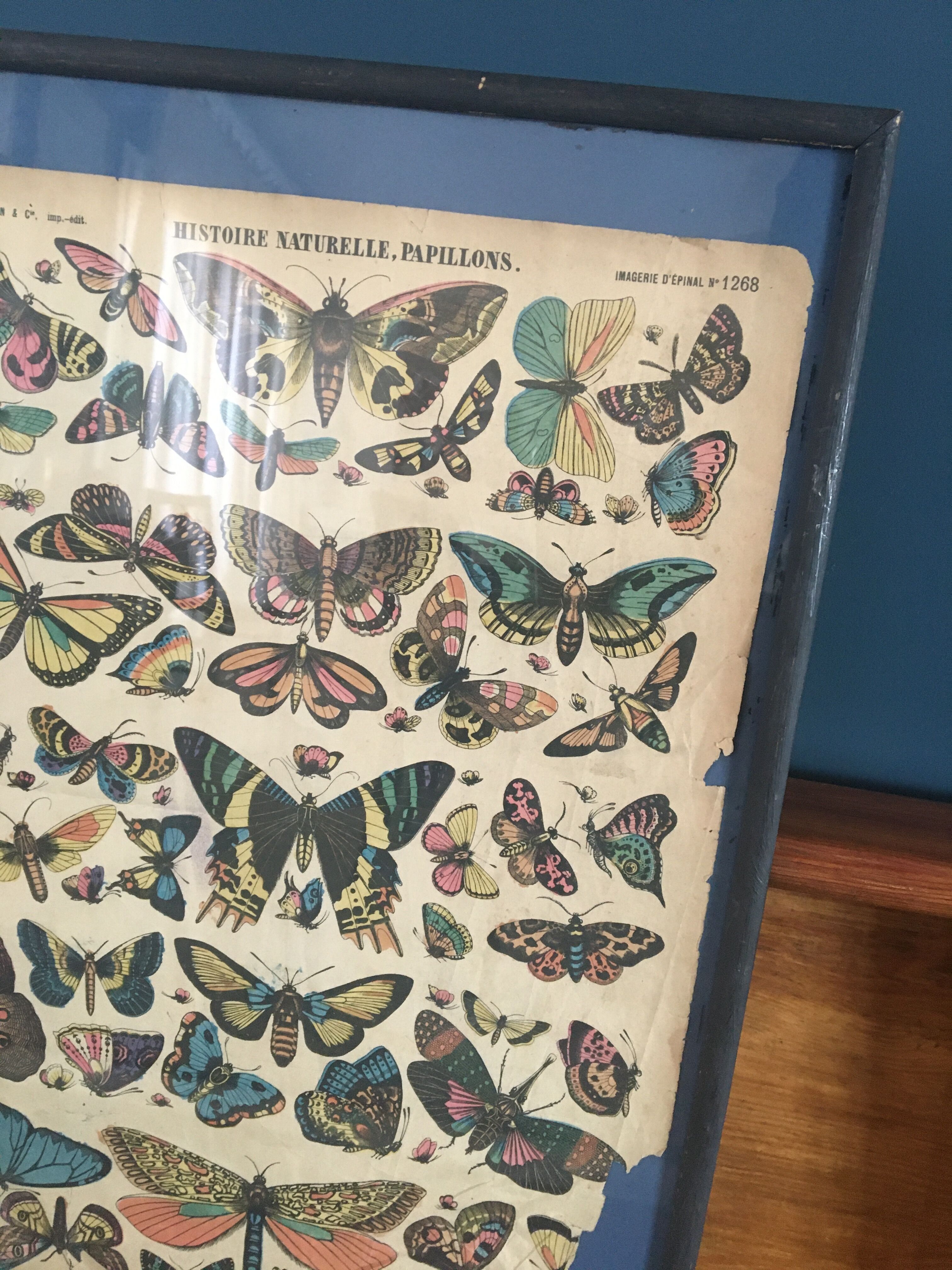 Framed botanical plank, 1900