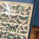 Framed botanical plank, 1900