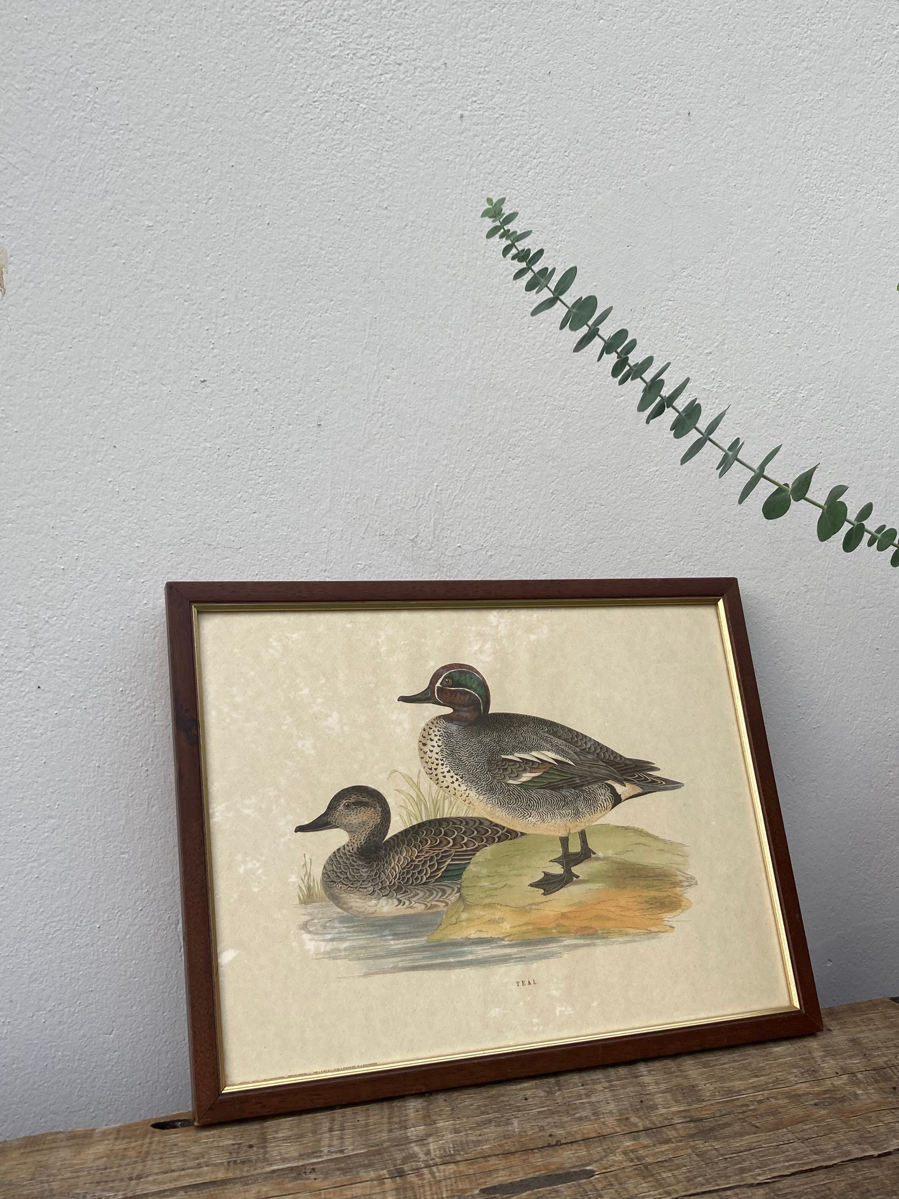 Antique engraving of duck wooden and gilded frame