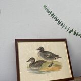 Antique engraving of duck wooden and gilded frame