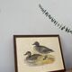 Antique engraving of duck wooden and gilded frame