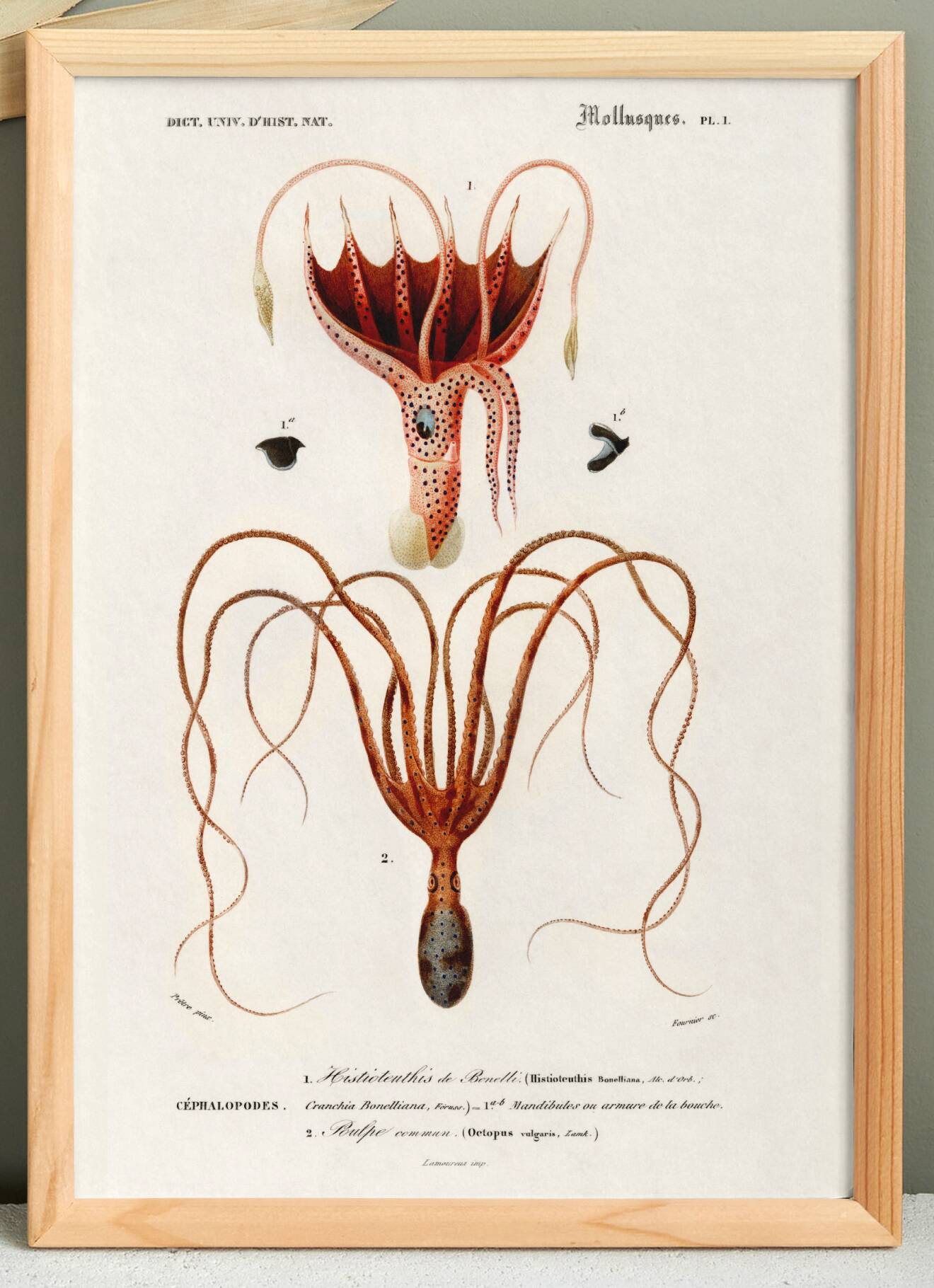 Poster about squid and common octopus, based on an old engraving