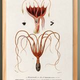 Poster about squid and common octopus, based on an old engraving