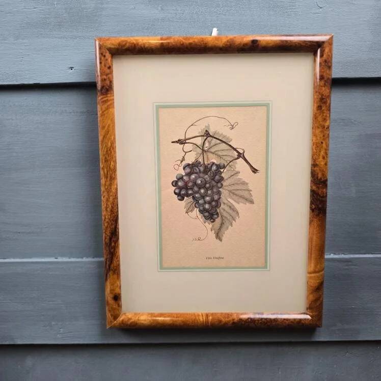 Cadre botanique Vitis Vinifera – Créastyl France