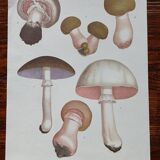 Set of 2 botanical posters - mushrooms