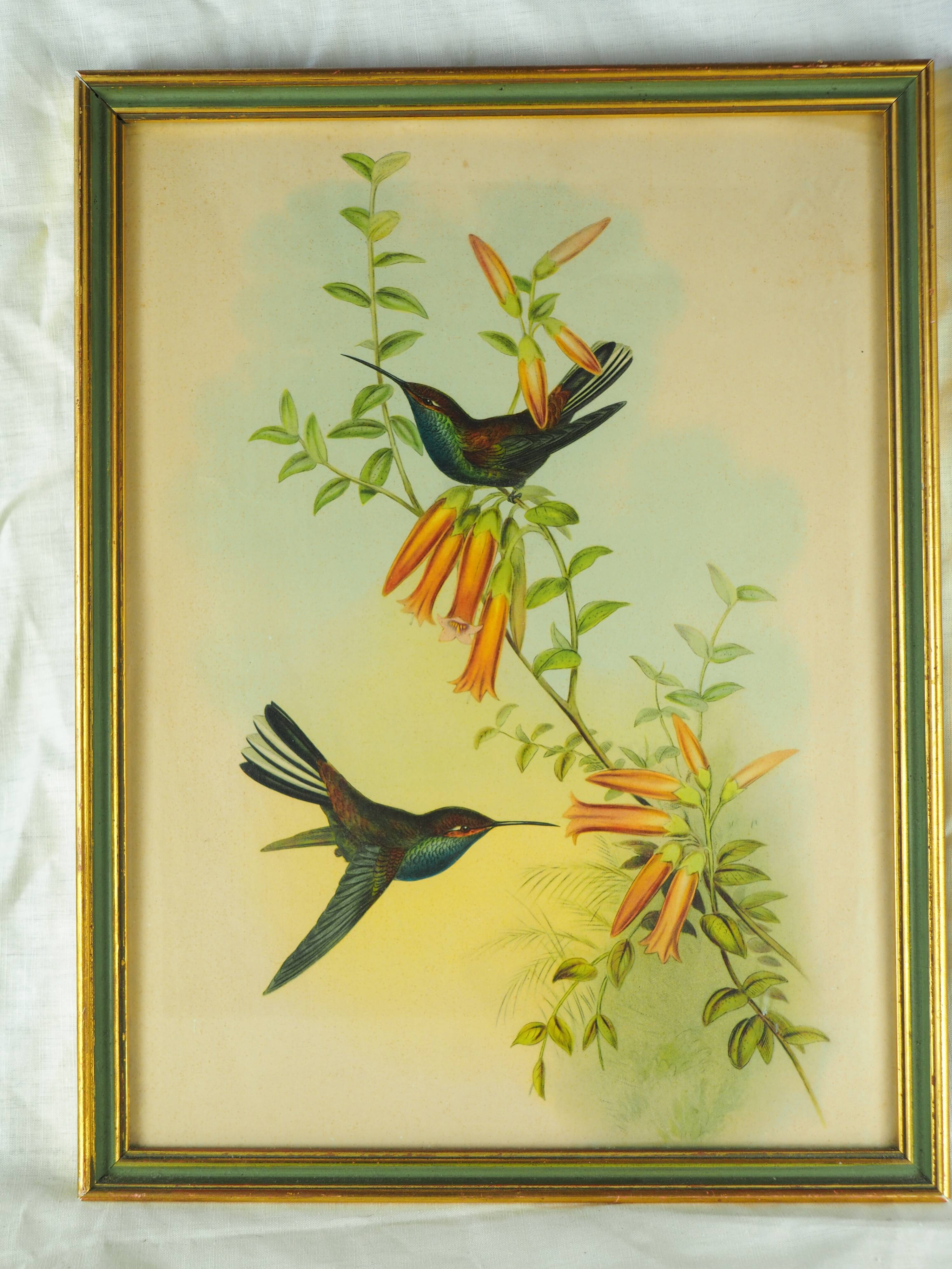 Lithography with Bouguer's Hummingbird foraging (Urochroa bougieri) - J. Gould and H.C. Richter - Mid-XIXth