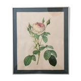 Repro P.J. Redouté, bordered coaster