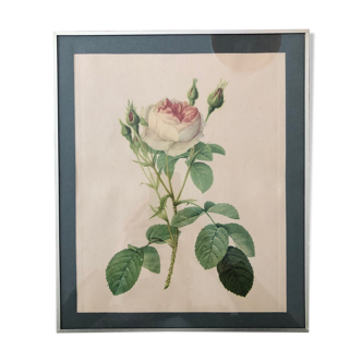 Repro P.J. Redouté, bordered coaster