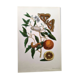 Vintage illustration Bitter orange tree and Atlas butterfly by Merian