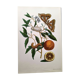 Vintage illustration Bitter orange tree and Atlas butterfly by Merian