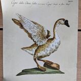 7 bird illustrations