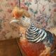 Taxidermie faisan doré naturalisé