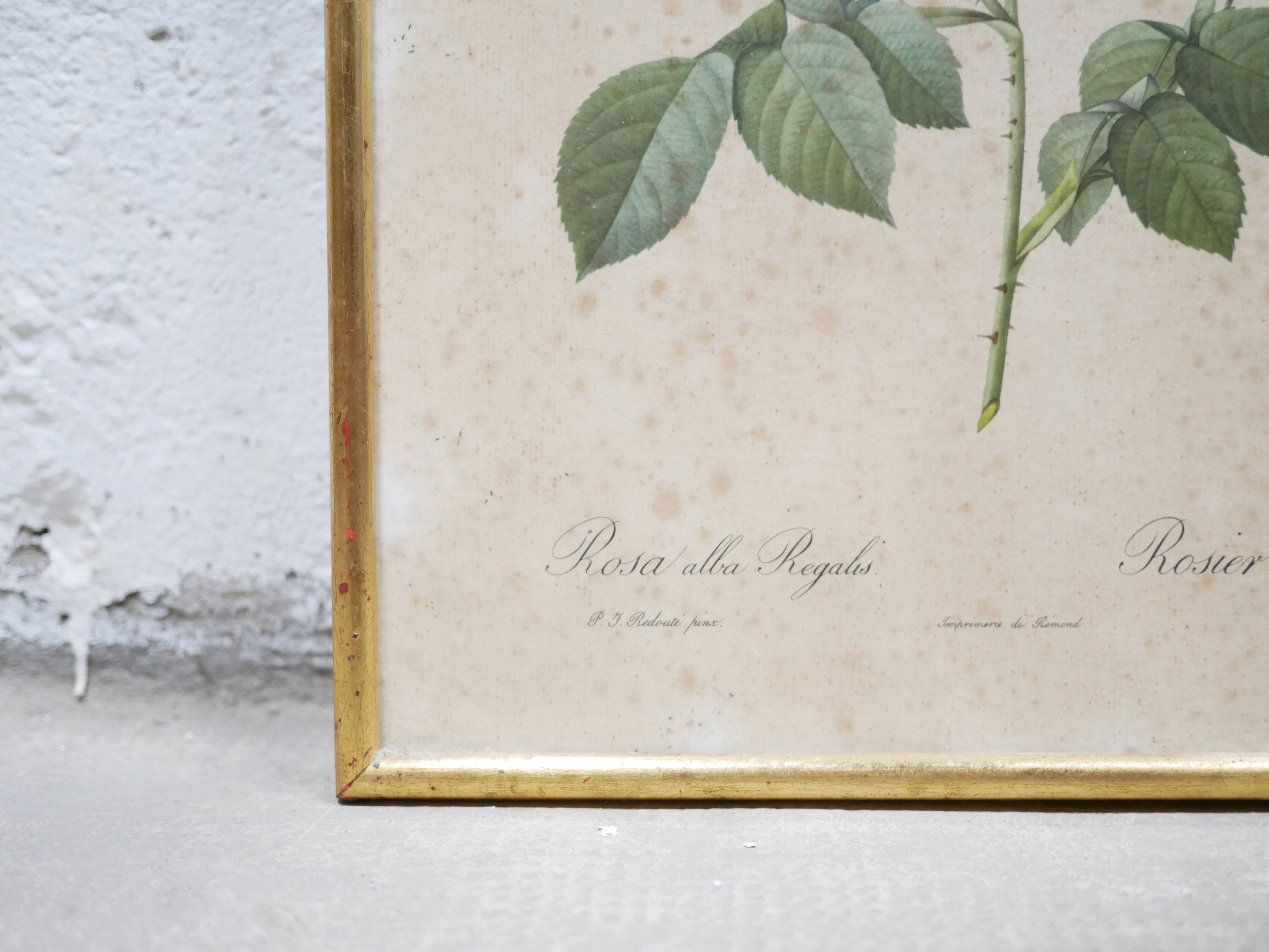 Vintage botanical poster Rosa alba Regalis by P.J.Redouté
