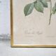 Vintage botanical poster Rosa alba Regalis by P.J.Redouté