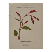 Botanical engraving 1800 Litho Naturalist French Flower 19th poster
