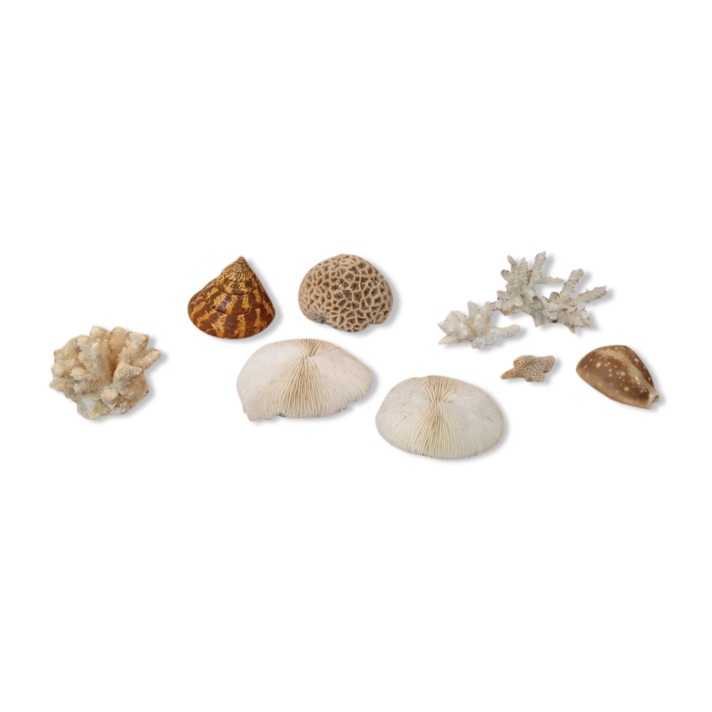 Shells and corals
