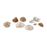 Shells and corals