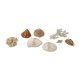 Shells and corals