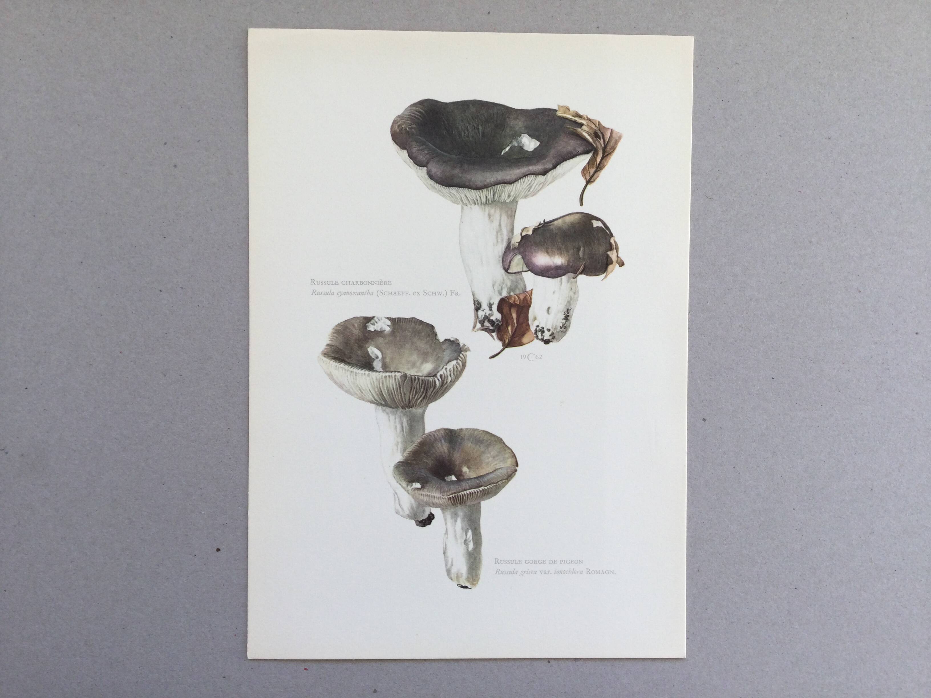 Botanical Illustration Mushrooms Russula Vintage Print 60s