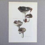 Botanical Illustration Mushrooms Russula Vintage Print 60s