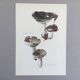 Botanical Illustration Mushrooms Russula Vintage Print 60s