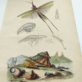 Old engraving from 1838 - Truxale insect and shell - Original zoological plate