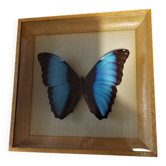 Entomologie cadre papillon