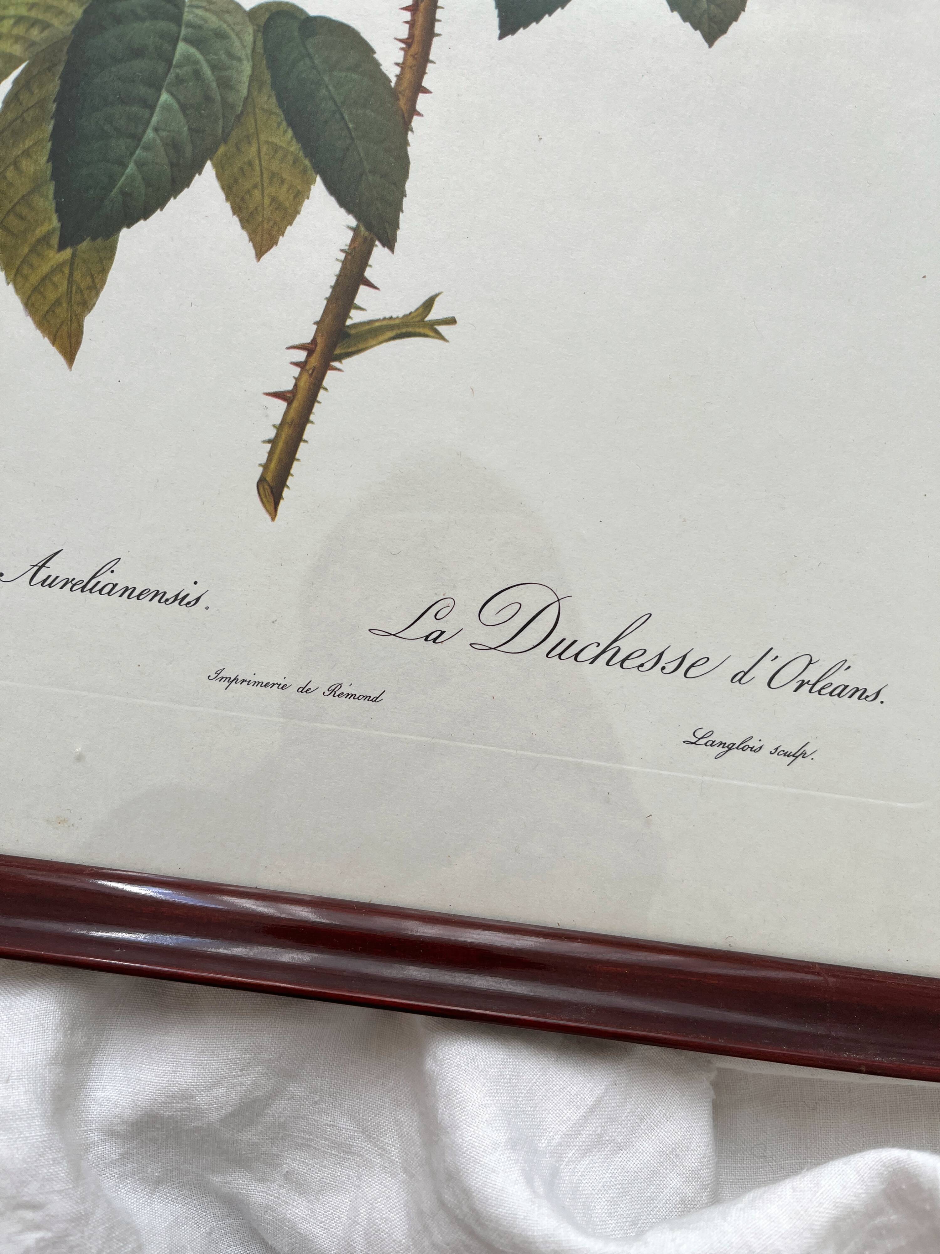 Framed lithograph roses Pierre Joseph Redouté, vintage botanical poster