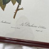 Framed lithograph roses Pierre Joseph Redouté, vintage botanical poster