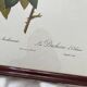 Framed lithograph roses Pierre Joseph Redouté, vintage botanical poster