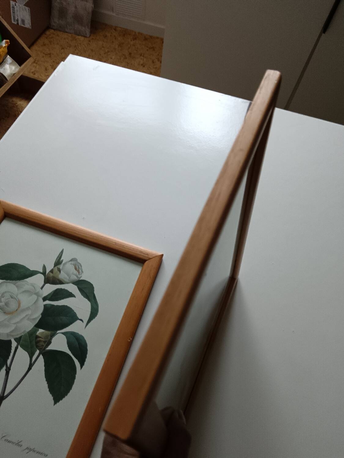 Vintage botanical illustration reboute.