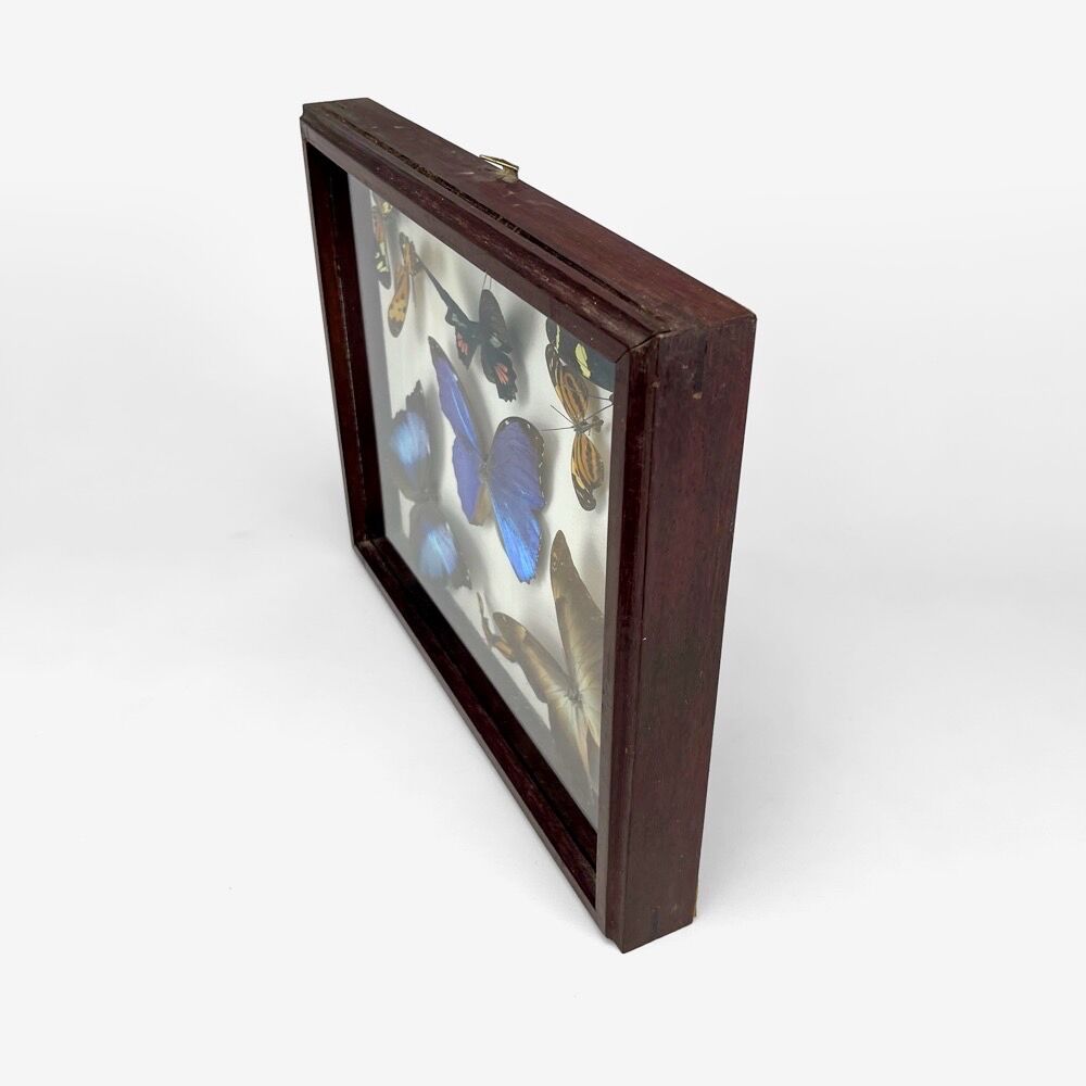 Naturalized butterfly frame