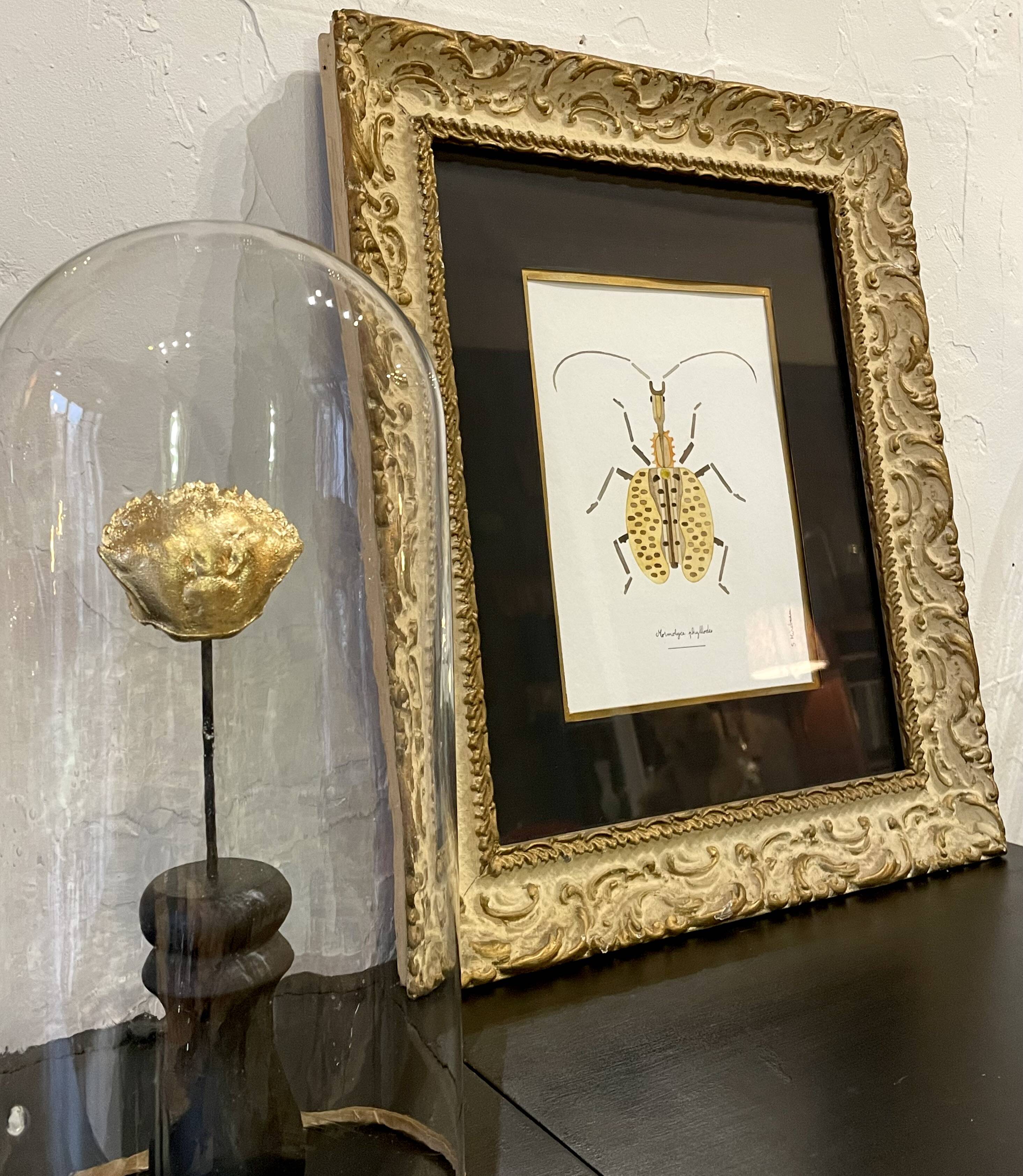 Insect frame