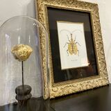 Insect frame