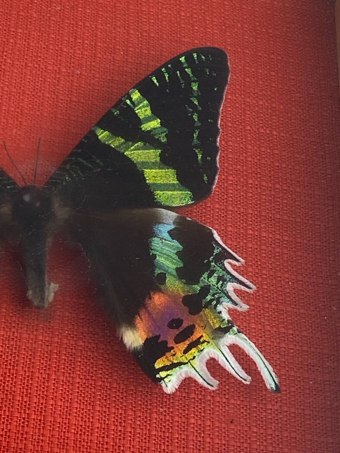 Naturalized butterfly under glass Uranus Ripheus